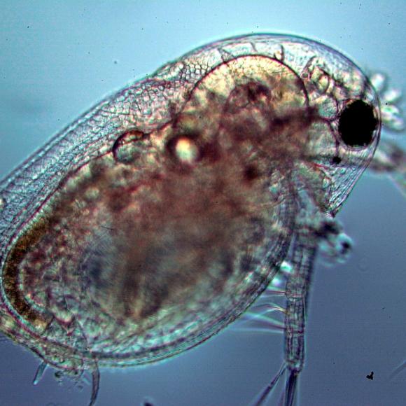 Micro-organismen die het water zuiveren