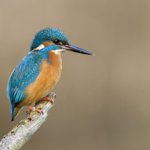 Vogeltje op een stok