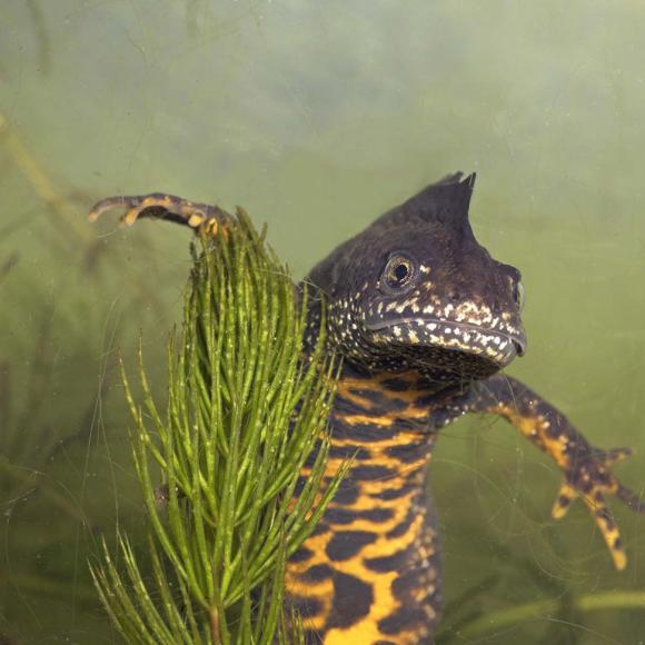 Kamsalamander