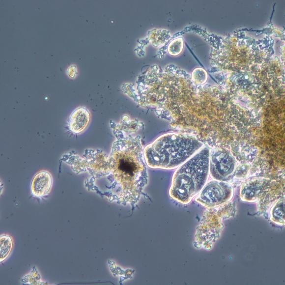 micro organism