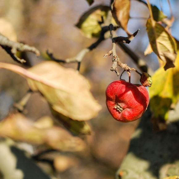 kleine appel in droge zomer