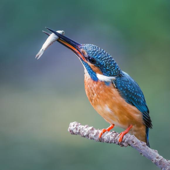 de ijsvogel
