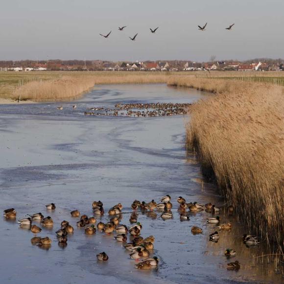 Blankenbergse vaart