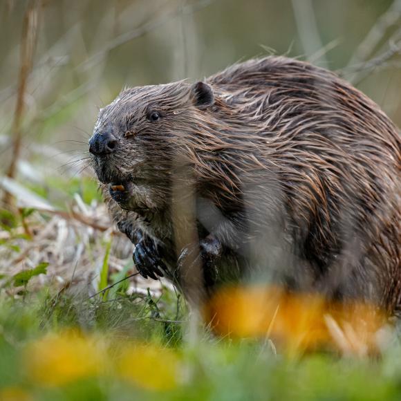 de bever