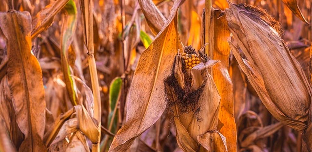 weinig regenval geeft droge gewassen
