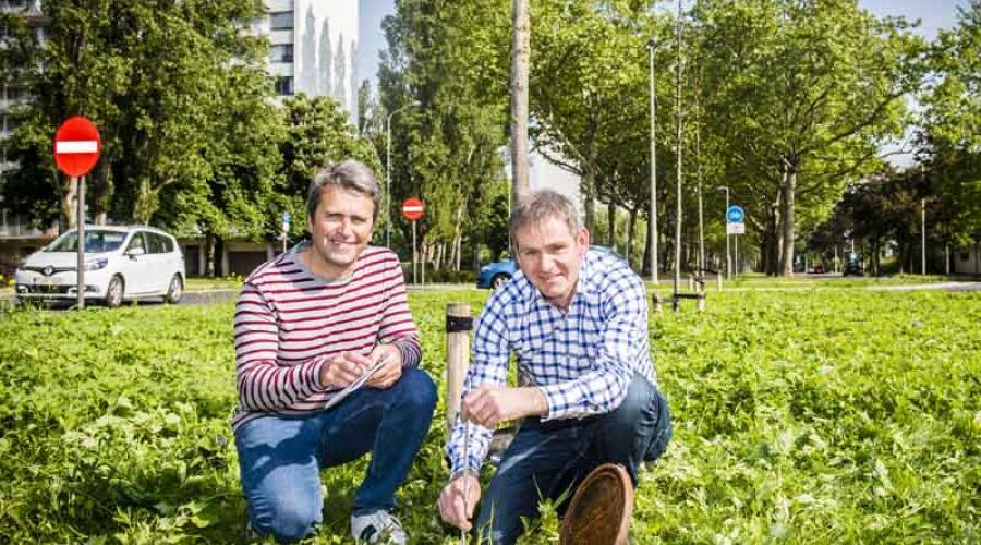 Proeftuin boomaanplantingen Antwerpen