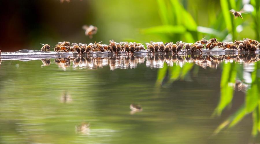 water bufferen vergroot biodiversiteit