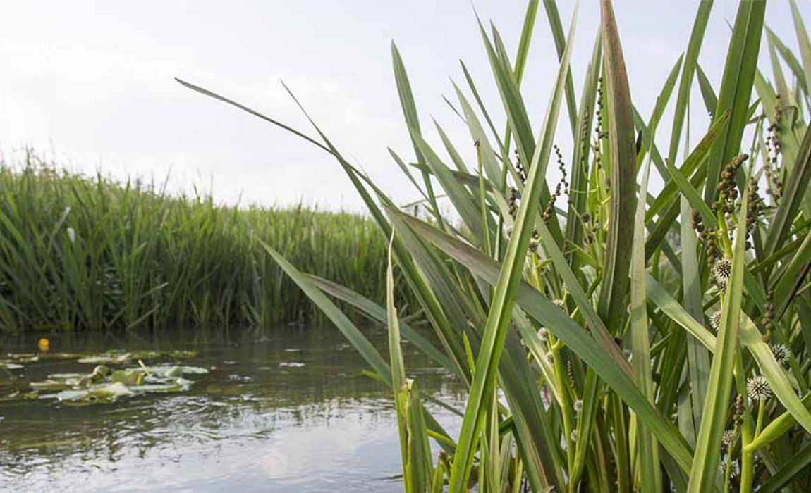 De Wamp in Kruibeke