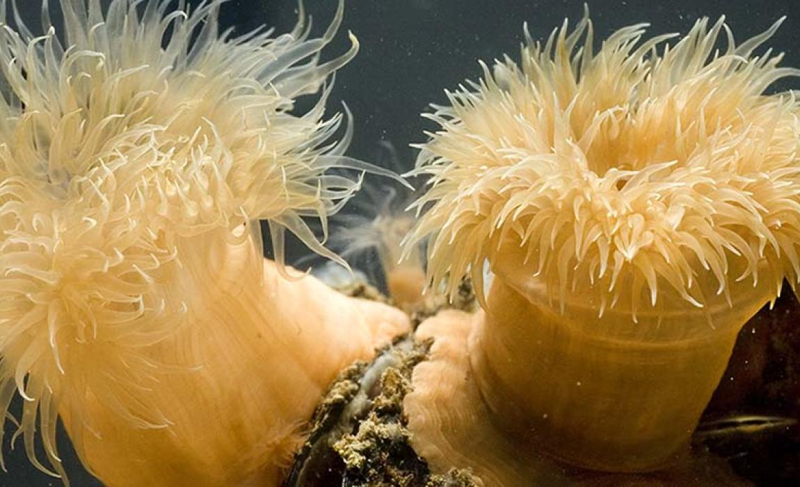zeeorganismen