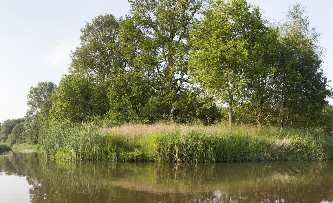 Nete en Wamp