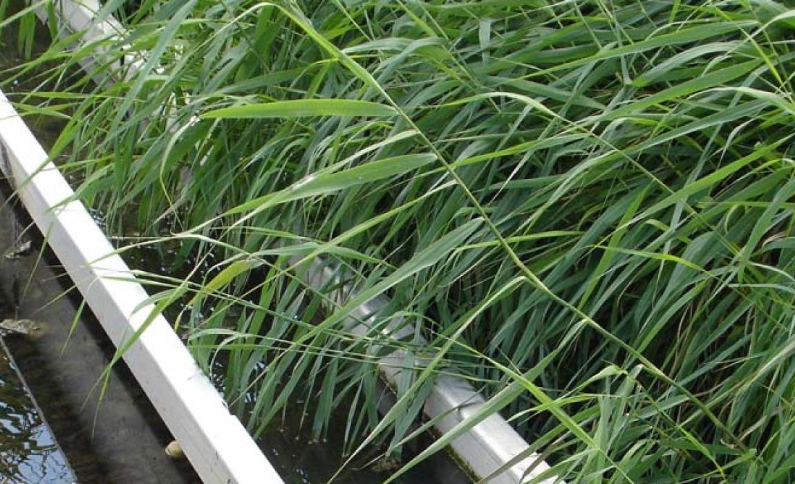 rietveld en stromend water