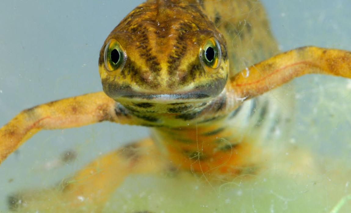 kleine watersalamander