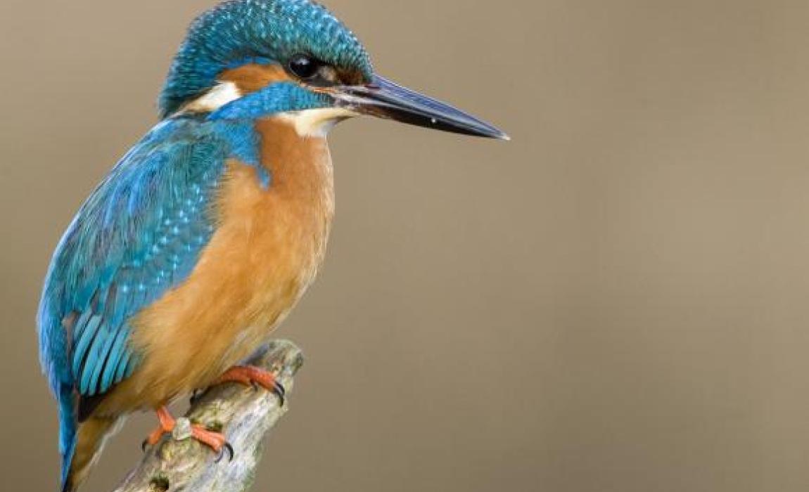 ijsvogel