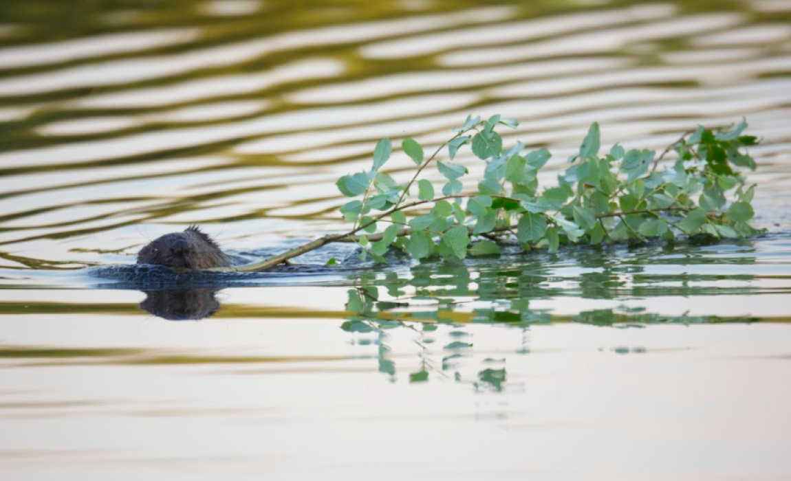 bever in water
