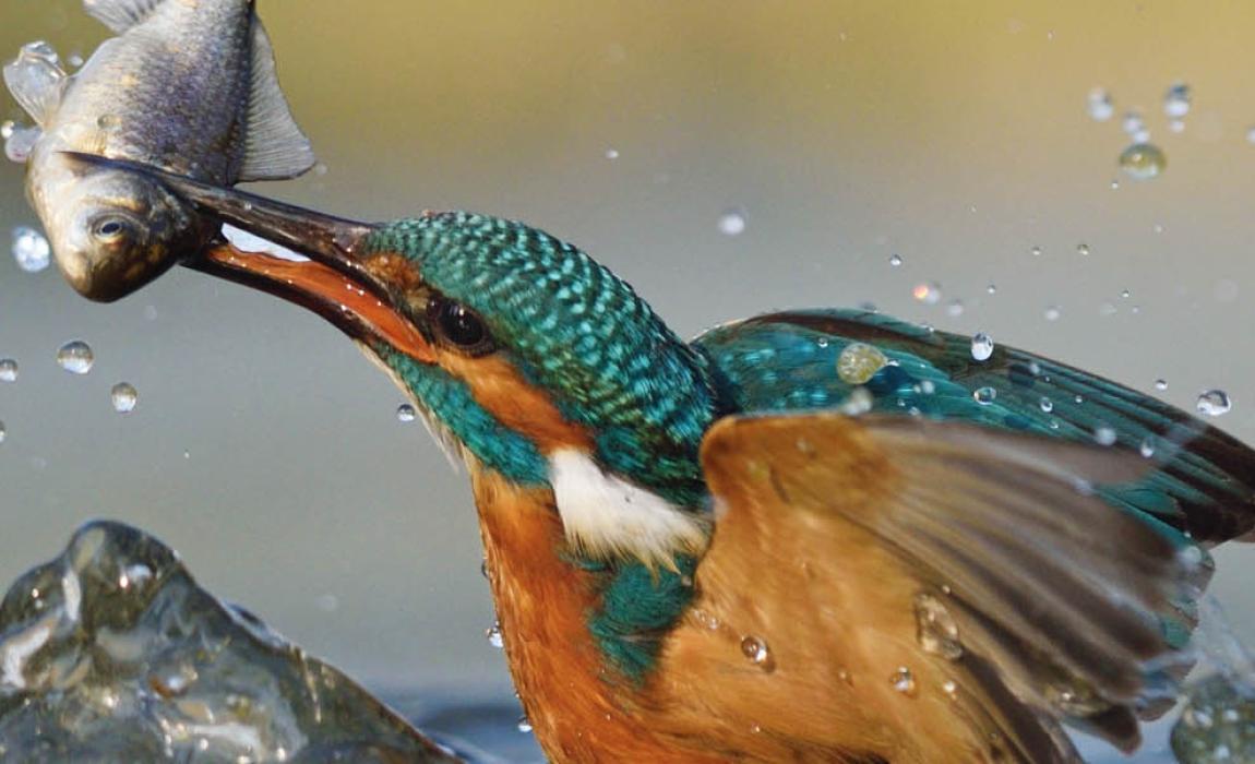 ijsvogel