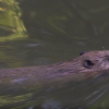 Watermannen afl.4: In het spoor van de bever