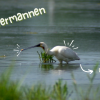 Watermannen, 'In het spoor van de lepelaar'